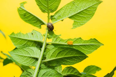 Potato bug eating potatoes leaves in garden. Colorado potato beetle. Young larvae first hatch, Major pest of potato crops. yellow insect eggs