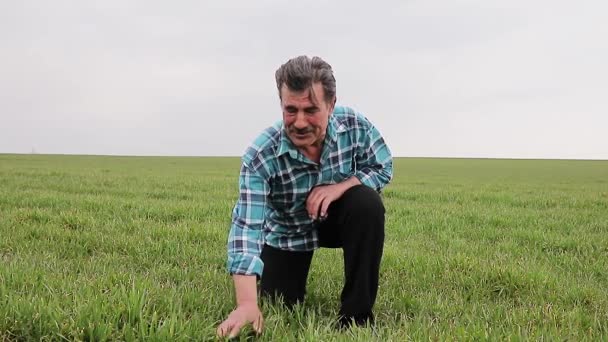 En framsida av en äldre bonde knäböjer på det gröna vetefältet, vidrör vetet med handen, — Stockvideo