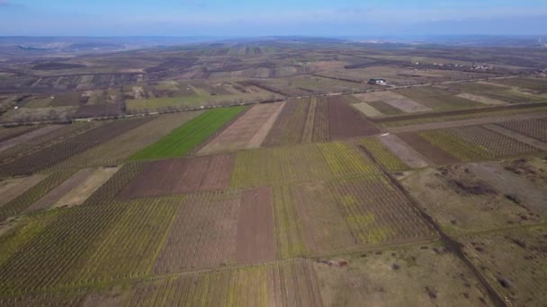 Pole zielonej pszenicy. Zdjęcie lotnicze terenów zielonych z drogami i rowami latem — Wideo stockowe