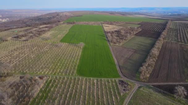 Field of green wheat. Aerial shot of a green farming land with roads and ditches in summer. — Stock Video