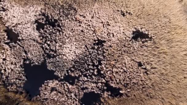Imágenes aéreas de drones de lagos salvajes ovegrown con matorrales de caña amarilla — Vídeo de stock