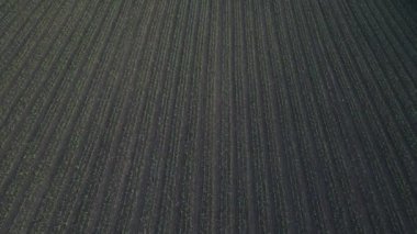 Drone tarladaki buğday filizleri üzerinde çok alçaktan hareket ediyor. Genç buğday ya da yulaf tarlası.