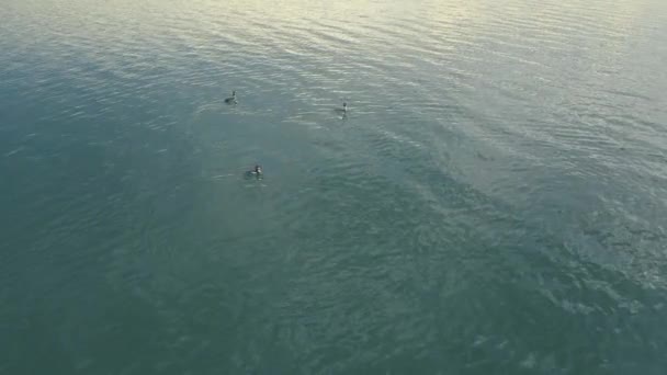 Flock of ducks floating on the lake. Stock. Some beautiful ducks on the water surface — Stock Video
