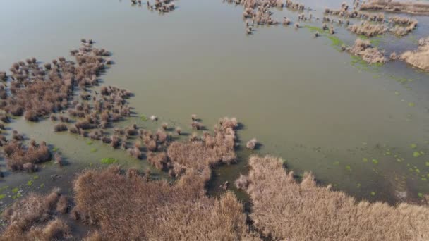 Vuelo aéreo de aviones no tripulados sobre el lago con cañas creciendo en la orilla, — Vídeos de Stock