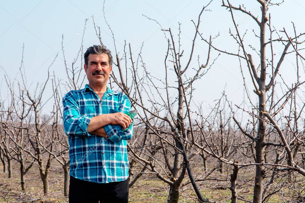 Senior farmer man is standing in a plum orchard. Man with pruning shears.