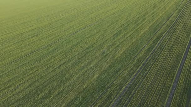 Drone vista di una coltura su campi agricoli. — Video Stock