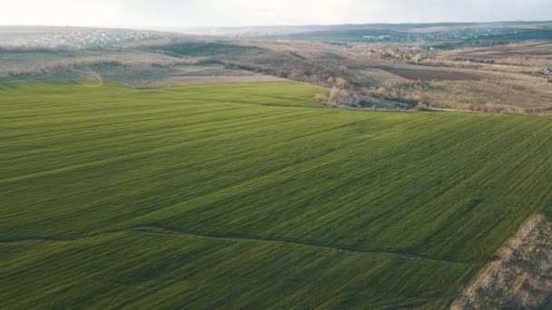 Vista incrível do campo de trigo verde ao pôr do sol — Vídeo de Stock