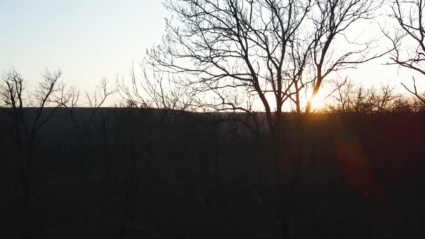 Epische Luftfahrt blätterlosen Wald Sonnenuntergang Schöne Herbstsaison — Stockvideo