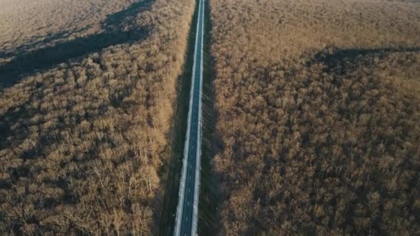 Luftaufnahme einer Autostraße im herbstlich blattlosen Wald — Stockvideo