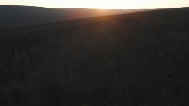 Laubloser Wald bei Sonnenuntergang. die Drohne fliegt von oben nach unten, — Stockvideo