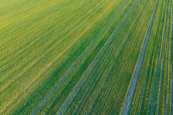 Tarımsal tarlalardaki ekinlerin insansız hava aracı görüntüsü — Stok fotoğraf