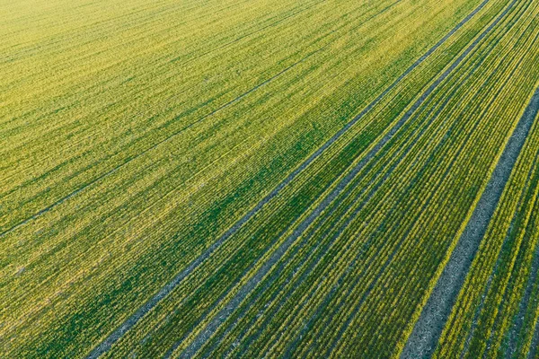 Bezpilotní pohled na plodiny na zemědělských polích — Stock fotografie