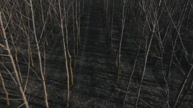 Kuru, karanlık bir ormanın hava manzarası silueti Korku dolu, yeni bir ormanın kara yapraksız dalları.