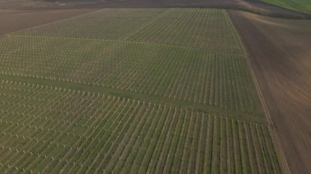 Luftaufnahme von grünen Weizenfeld neben Wald, Ländliche Landschaft, Bauernhof — Stockvideo