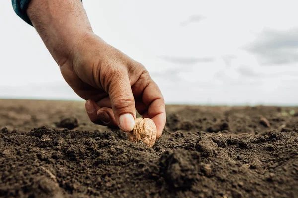 Primer plano de una mano sucia de agricultor profesional sembrando semillas de nuez en el suelo por el cuidado. — Foto de Stock