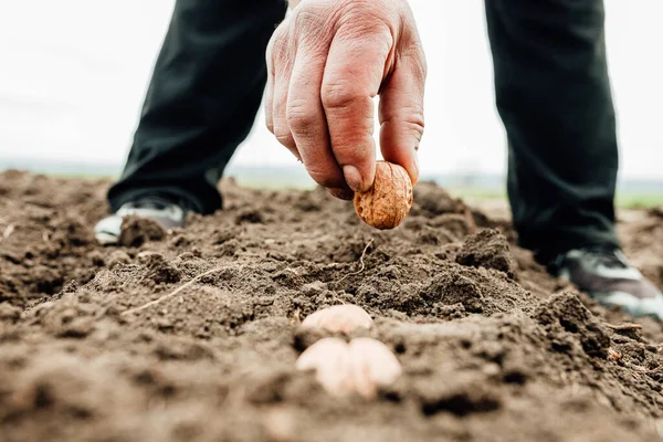 Primer plano de un agricultor plantando a mano y sembrando semillas al suelo con nuez. antecedentes, — Foto de Stock