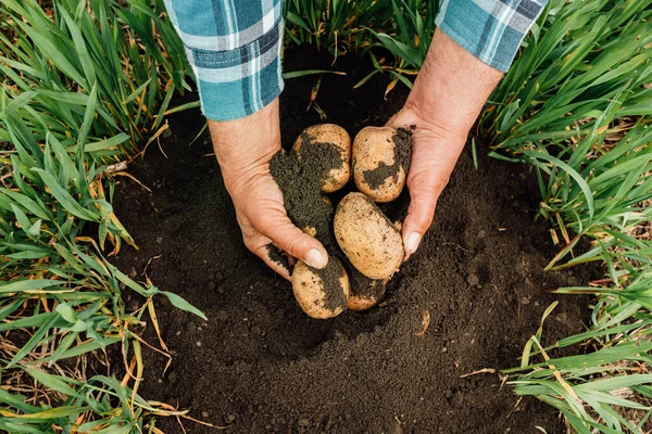 Cerrar las manos de un granjero mayor sostener las patatas en sus manos — Foto de Stock