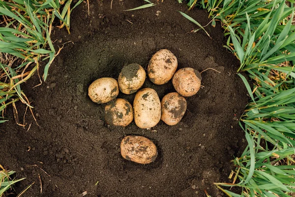Widok z góry świeżych ziemniaków wykopanych z ziemi na farmie. Zbieranie ziemniaków. — Zdjęcie stockowe