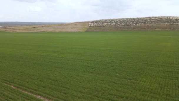 Senior-Landwirt im jungen grünen Weizenfeld und bei der Untersuchung der Ernte — Stockvideo