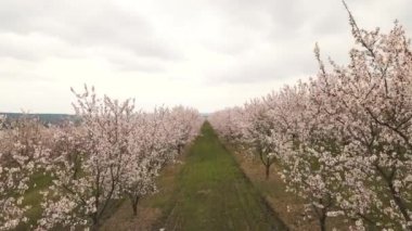 Kilometrelerce çiçek açan elma ağaçlarının insansız hava aracı fotoğrafı,