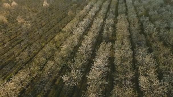 Flor de cereja branca está começando a florescer. — Vídeo de Stock