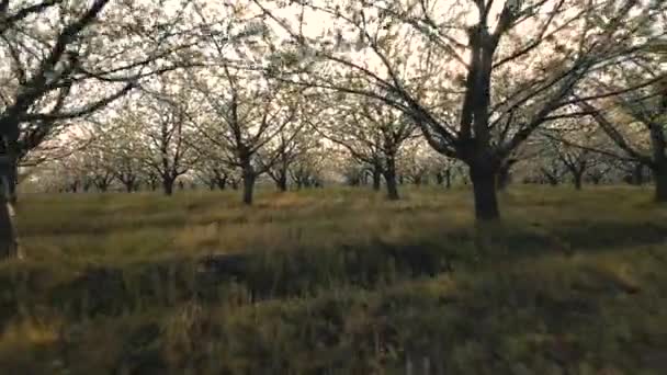 New England körsbär träd blommor i fruktträdgården under vårsäsongen — Stockvideo