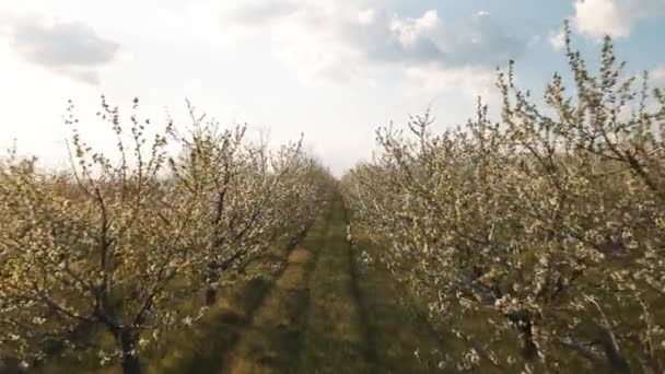 Söta körsbär står i full blom i denna fruktträdgård vid solnedgången. — Stockvideo