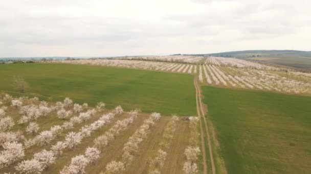 Luftaufnahme von blühenden Obstgärten im Frühling und landwirtschaftlichen Feldern. — Stockvideo