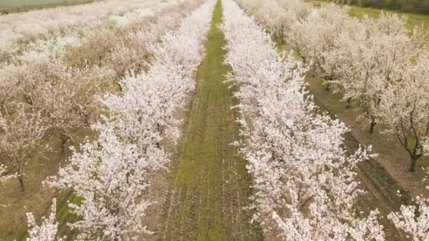 Drone foto de milhas de fileiras de macieiras florescendo — Vídeo de Stock