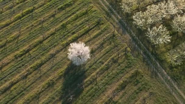 Een enkele bloeiende boom in het landbouwgebied. boom bloeit in het vroege voorjaar. — Stockvideo