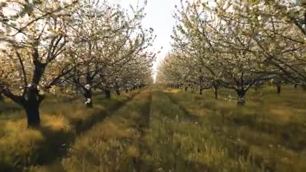 New England cherry Tree Blossoms in the Orchard during Spring Season. — Stock Video