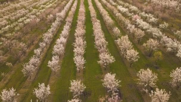 Luchtfoto van de boomgaard bloei in het voorjaar. — Stockvideo