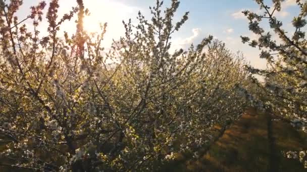 Söta körsbär står i full blom i denna fruktträdgård vid solnedgången — Stockvideo