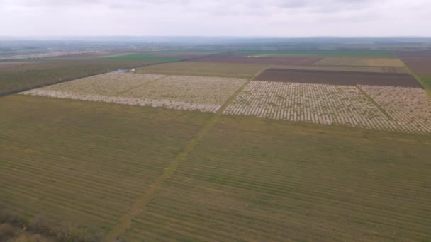 Luftaufnahme von blühenden Obstgärten im Frühling und landwirtschaftlichen Feldern — Stockvideo