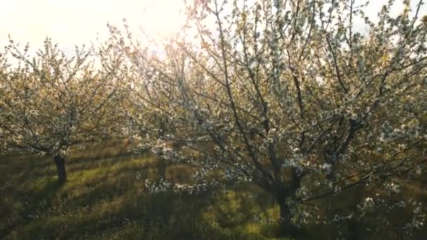 Körsbärsträd blommar i fruktträdgården mot vårhimlen. — Stockvideo