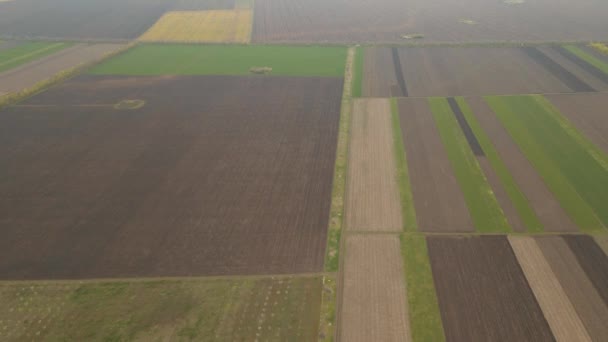 Bir tarım alanının havadan görünüşü. Buğday tarlalarının hava görüntüsü, — Stok video