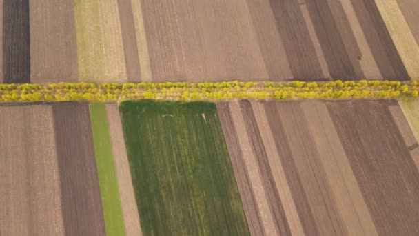 Drone voa sobre um campo de trigo agrícola verde. — Vídeo de Stock