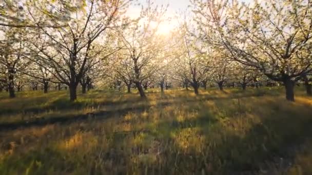 Os drones voam através das cerejeiras florescentes — Vídeo de Stock