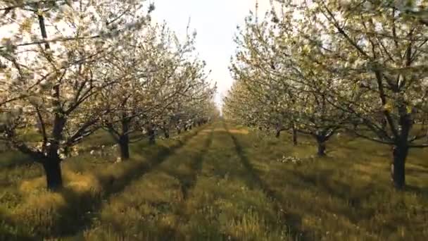 Беспилотники летят сквозь цветущие вишни — стоковое видео