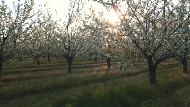 Spektakularny ogród ozdobny z kwitnącymi bujnymi drzewami w idylliczny słoneczny dzień — Wideo stockowe