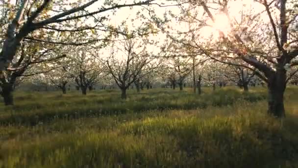 The drones flight through the blossoming cherry trees — Stock Video