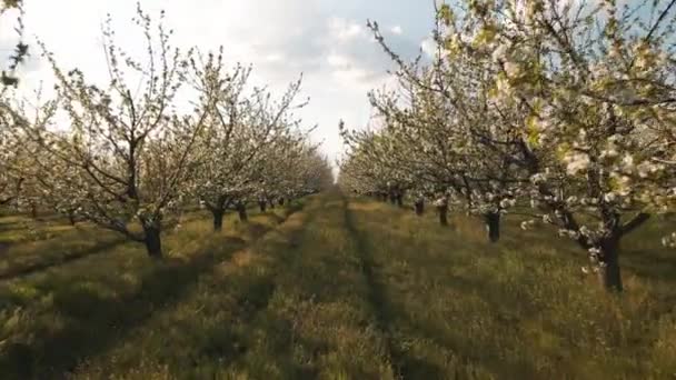 The drones flight through the blossoming cherry trees. — Stock Video