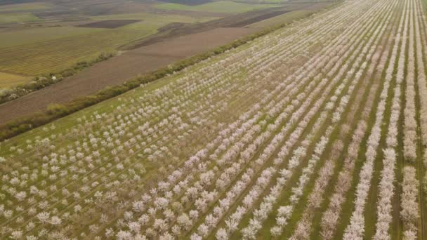 Vista aérea del huerto floreciendo en primavera — Vídeo de stock