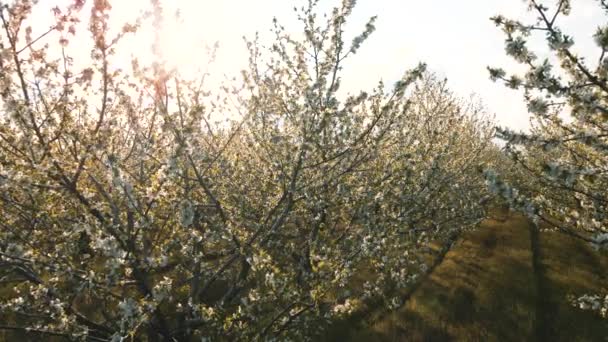 Wiśnie kwitnące w sadzie przeciwko wiosennemu niebu — Wideo stockowe