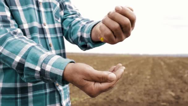 Los granos de maíz en manos de un agrónomo — Vídeos de Stock