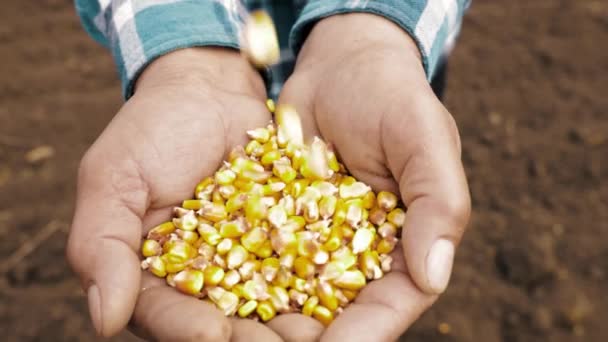 Semillas de maíz en mano del agricultor. semilla de maíz en manos de los agricultores, — Vídeos de Stock