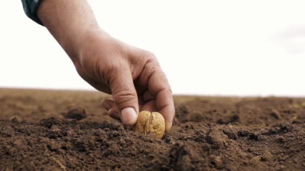 Gros plan d'une main sale d'agriculteur professionnel semant des graines de noix sur le sol par des soins. — Video