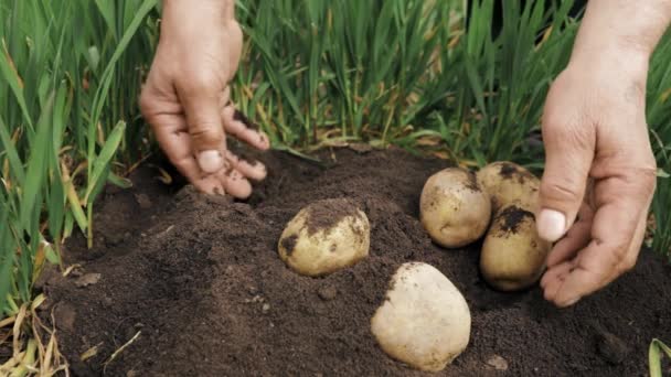 肥沃な庭の土壌からジャガイモを掘り起こす男性の手の農家の閉鎖 — ストック動画
