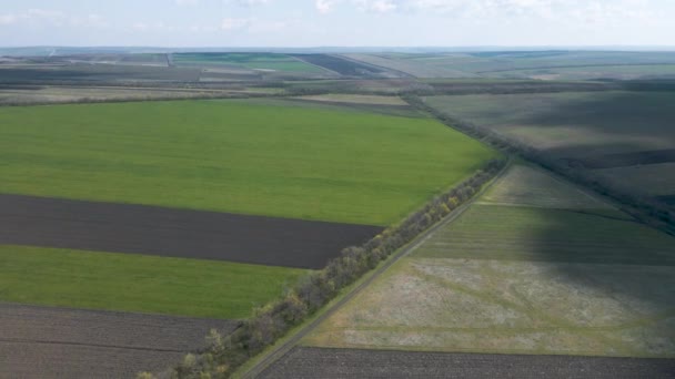 Górny widok z lotu pszennego pola rolniczego na wsi w wiosenny dzień. krajobrazy. — Wideo stockowe