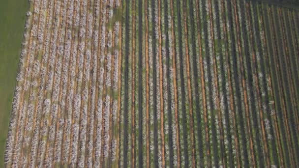Luchtfoto van een boomgaard bloei in het vroege voorjaar. de drones vlucht over landbouwgrond — Stockvideo